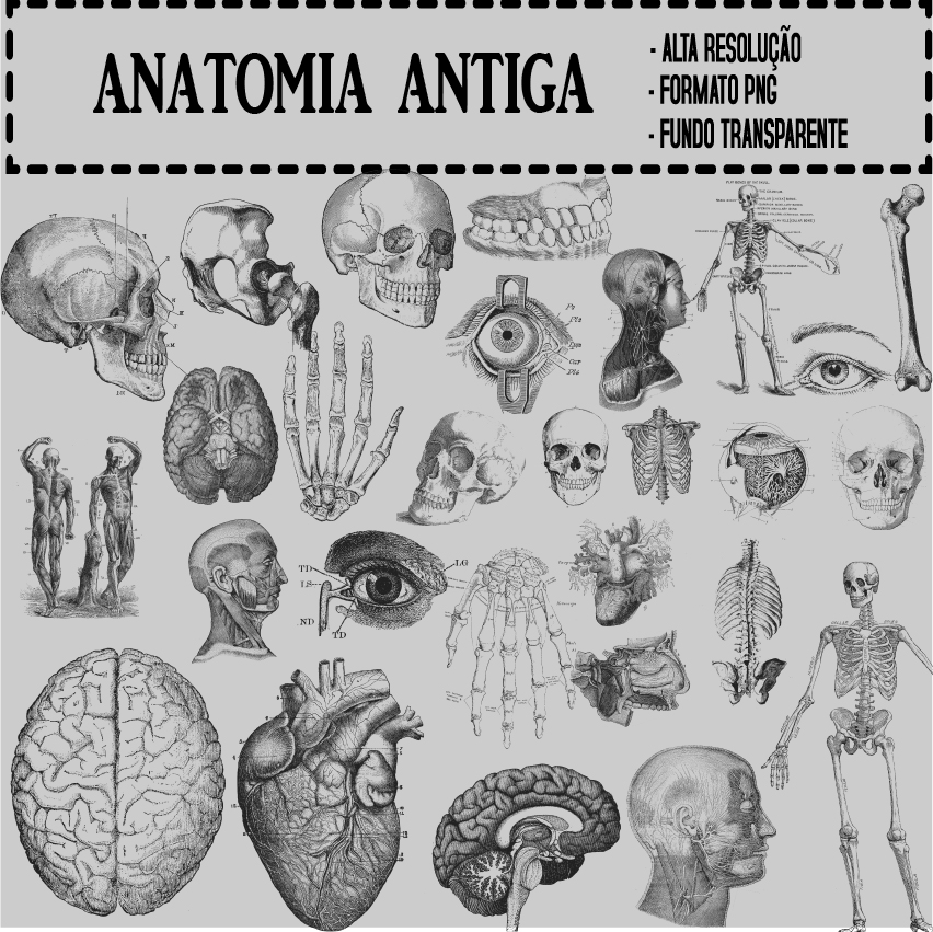 KIT DIGITAL ANATOMIA ANTIGA